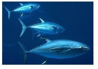Health Benefits of Tuna and Mercury in Tuna