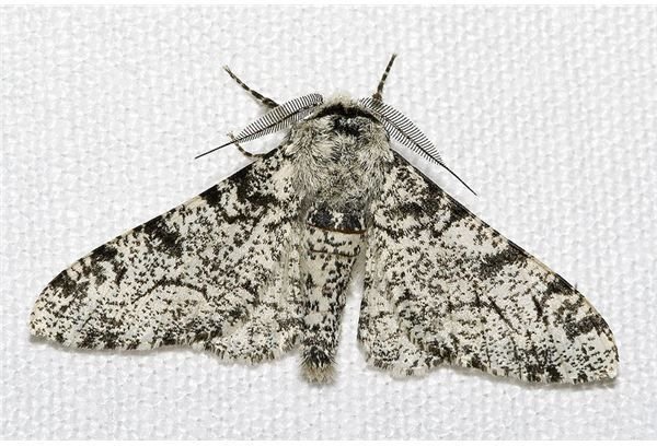 peppered moths