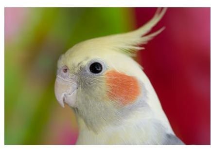 Cockatiel Behavior Patterns -  Learn Normal & Abnormal Behavior for the Cockatiel Bird