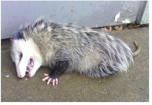 Opossum Playing Dead