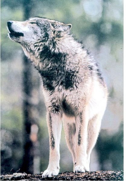 The Gray Wolf in Montana