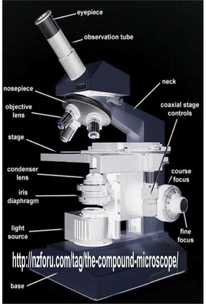 How to Adjust and Use a Compound Microscope