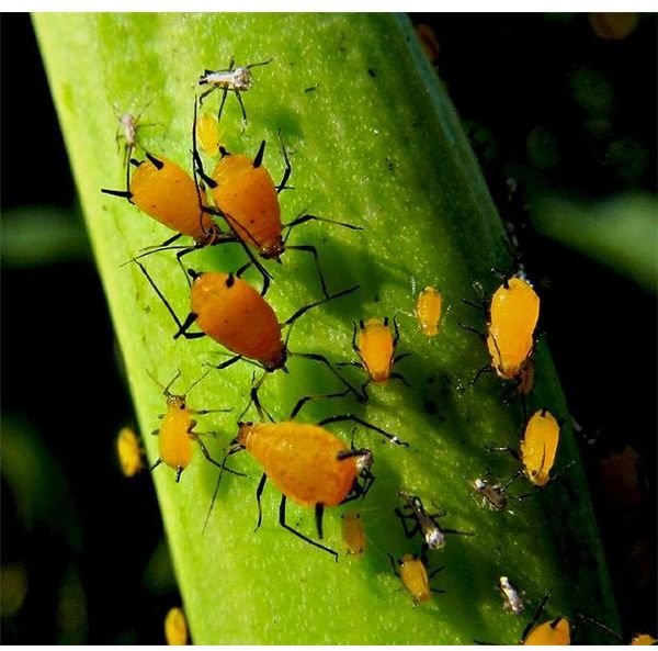 Ladybug eating larvae