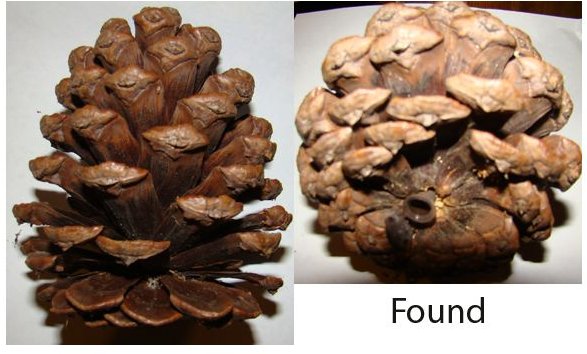 Creative Geocache Containers: Pine Cone