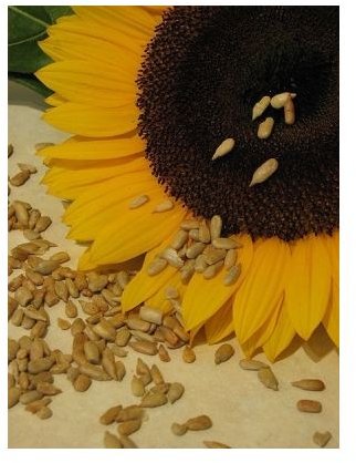 Seeds