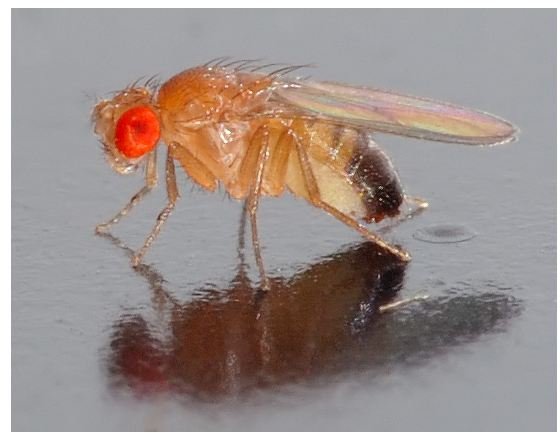 Drosophila Melanogaster and Human Genetics. How Studies of the Fruit Fly Advance Science