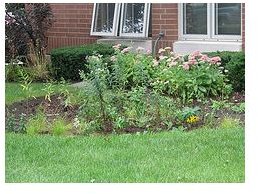 How to Build a Rain Garden: How to Start a Rain Garden and Pick the Best Plants