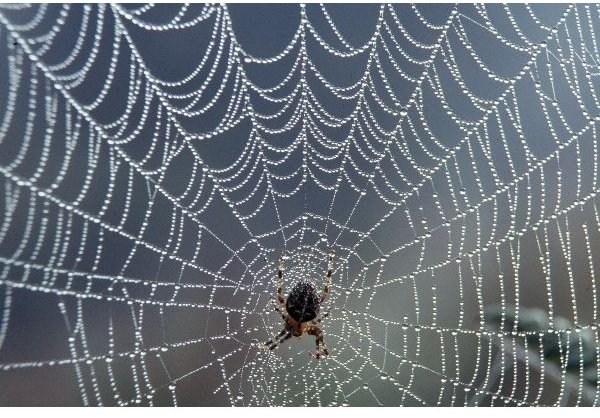 Spider web with dew