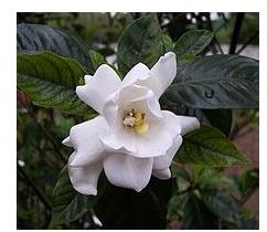 Gardenia Essential Oil: Learn the Basics About Gardenia Essential Oil and Its Uses