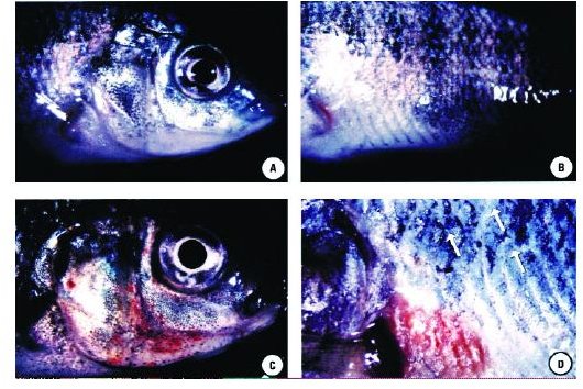 Tilapia Pfiesteriosis