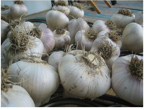 Garlic - Image Credit to https://www.flickr.com/photos/roeshad/