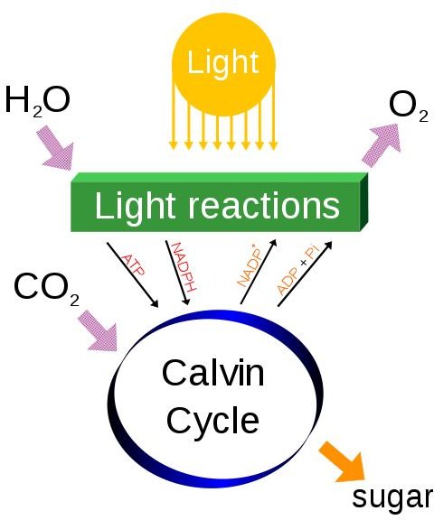 Facts About Basic Plant Metabolism Focusing on Plant Photosynthesis