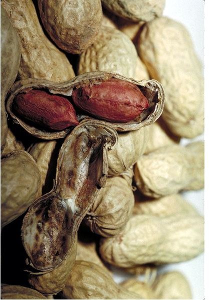 Peanuts: Health Benefits, Storage & Consumption Tips for Peanuts