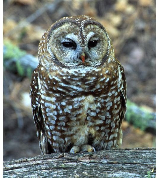 Endangered Mexican Spotted Owl
