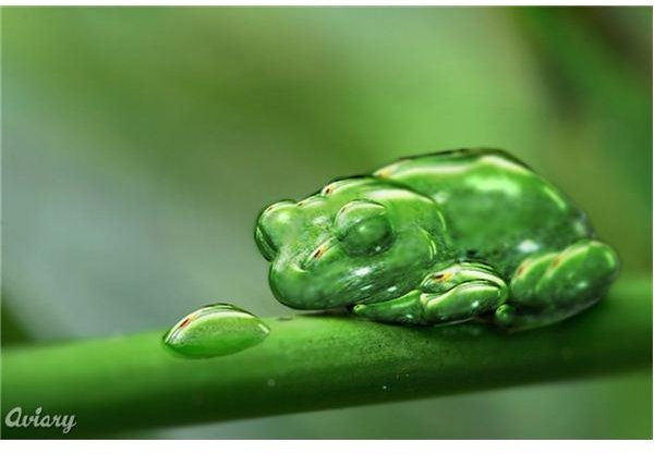 aviary dew frog,free graphic design tools