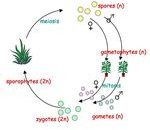 Plant Genetics: An Introduction to the Life Cycle of Plants ...