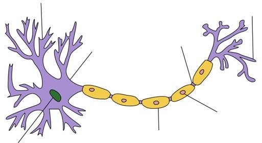 How is ALD Inherited?  A Look at the Genetics of Adrenoleukodystrophy