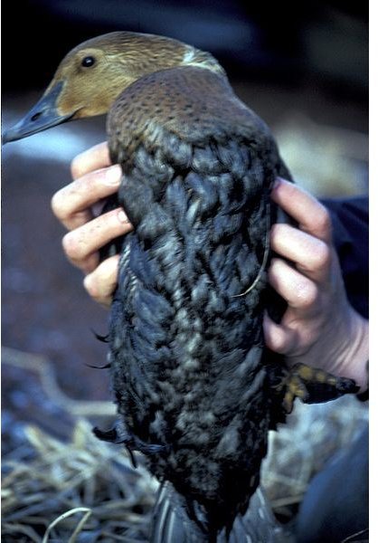 407px-King Eider covered in oil