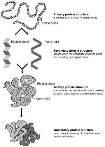Protein Structure. Primary, Secondary, Tertiary and Quaternary Structure of Proteins