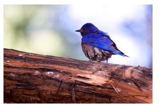 This Bird Lesson Plan Has Preschoolers Singing Songs, Answering Riddles & Having Fun Learning About Nature