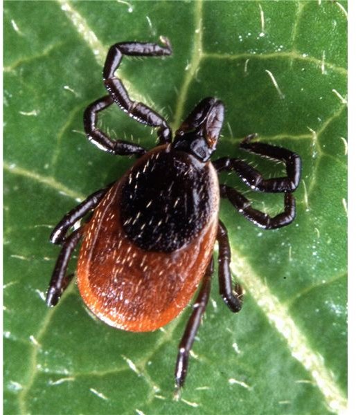 Adult deer tick - Photo by Scott Bauer - image in the public domain