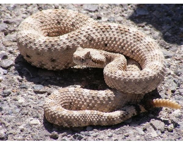 Rattlesnake Facts: Learn about the Rattlesnake's Habitat, Behavior, Diet, & More
