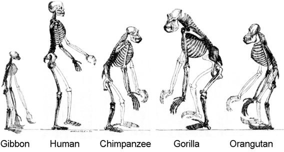 Did Humans Evolve From Apes? Read an Article Discussing the Facts of Evolution