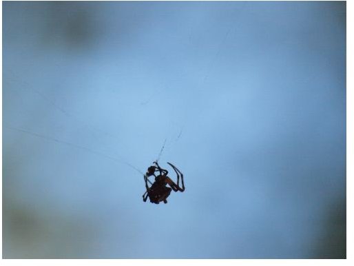 A triangulate orb weaver- underexposed