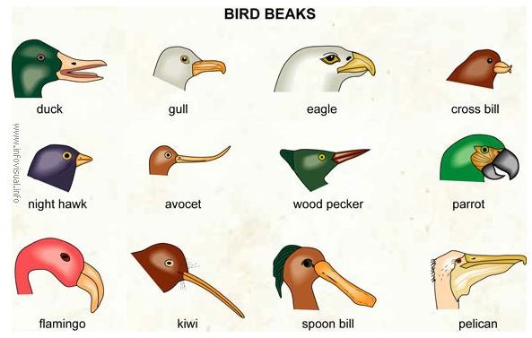 Beaks of Various Birds