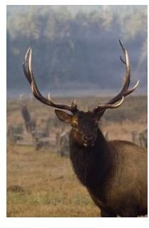 roosevelt_elk