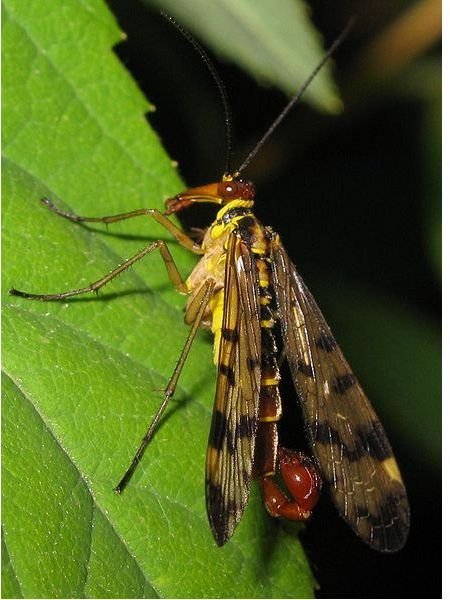 Scorpionfly