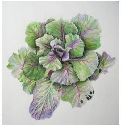 Cabbage