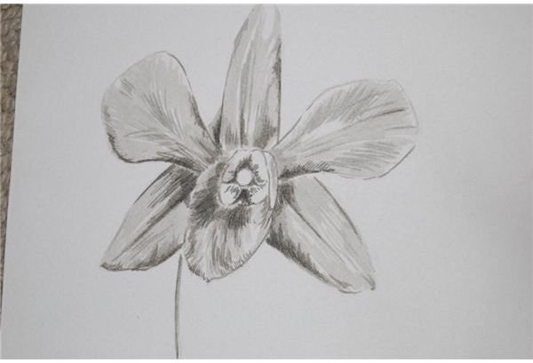 artist pens brown / grey of orchid, R Clarke