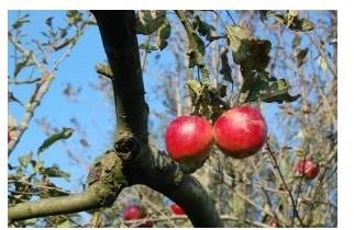 Fun Fingerpaint Apple Tree Art Craft for Pre-K and K