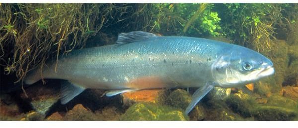 Farm Raised Salmon & Disease: How it Harms Wild Salmon & Our Environment