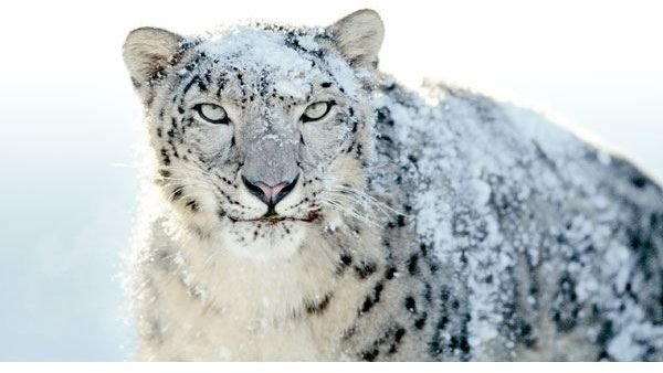 How To Do A Fresh Install of Snow Leopard and Recover Your iLife Software