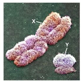 Understanding the Y Chromosome