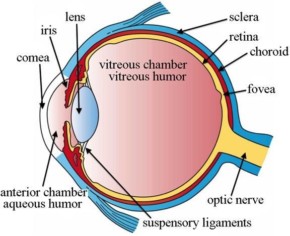 Learning about the Human Eye: What Are the Parts of the Eye?