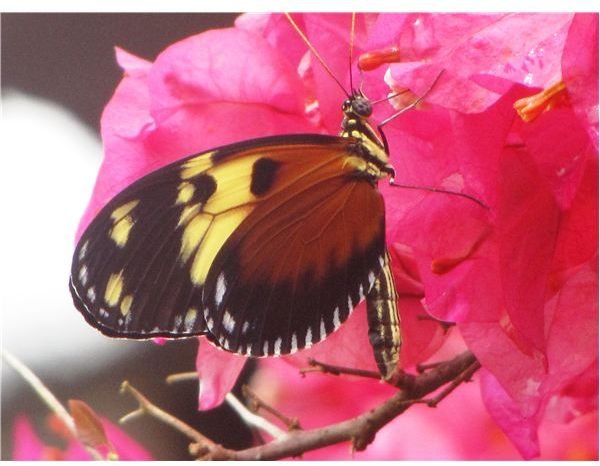 Insect Macro Photography: How to Take Close-Up Photos of Bugs