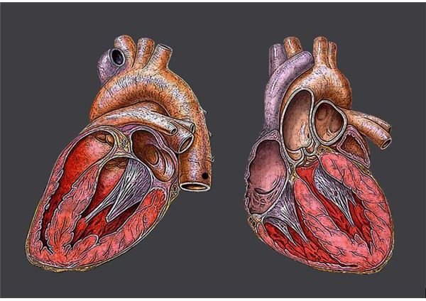 Understanding the Causes of Viral Myocarditis.  How Gene Studies Can Help Tackle the Viral Infection Symptoms