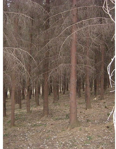 red spruce trees dead