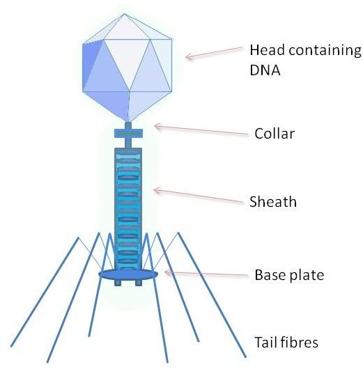 Phage