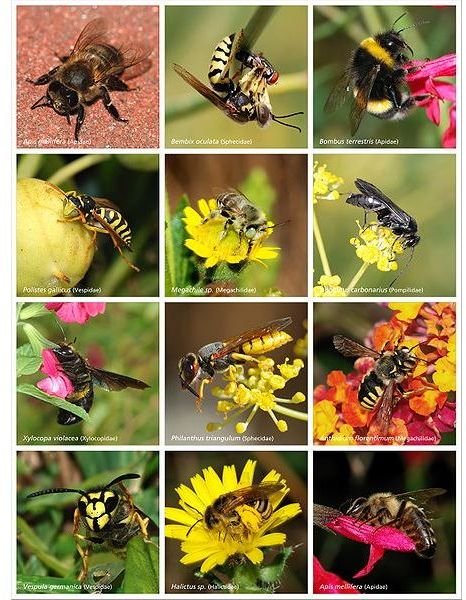 451px-Bees and Wasps