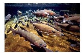 Salmon at Hanford Site