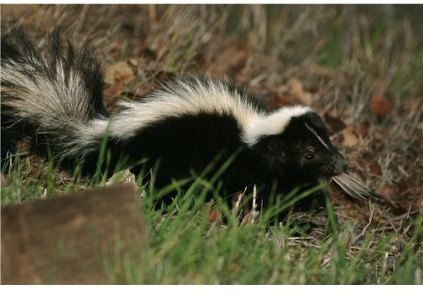 Make Homemade Skunk Repellent the Natural Way