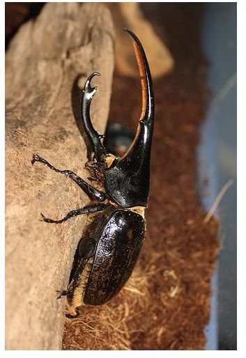 Amazing Hercules Beetle Facts: Larvae the Size of a Twinkie