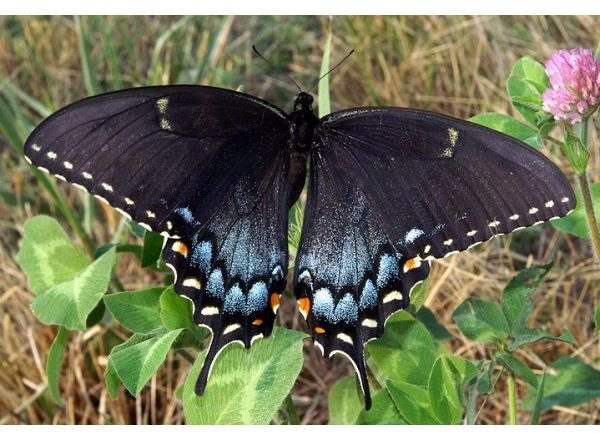 Female Eastern Tiger Swallowtail