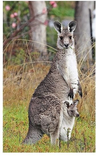 Eastern grey kangaroo with a joey in her pouch.