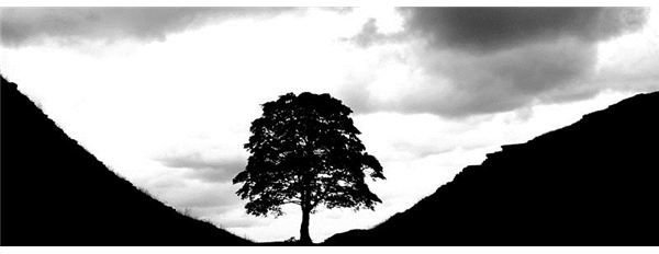 800px-Tree hadrians wall ausschn