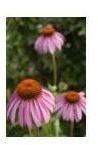 echinacea